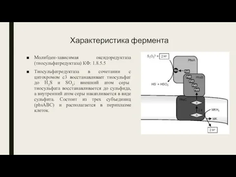 Характеристика фермента Молибден-зависимая оксидоредуктаза (тиосульфатредуктаза) КФ: 1.8.5.5 Тиосульфатредуктаза в сочетании с цитохромом