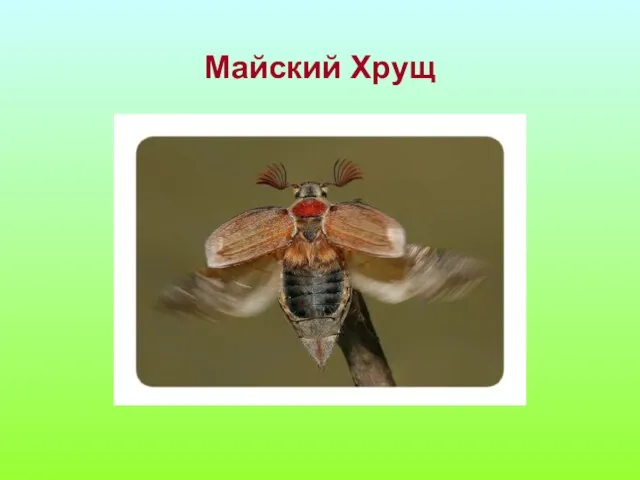 Майский Хрущ