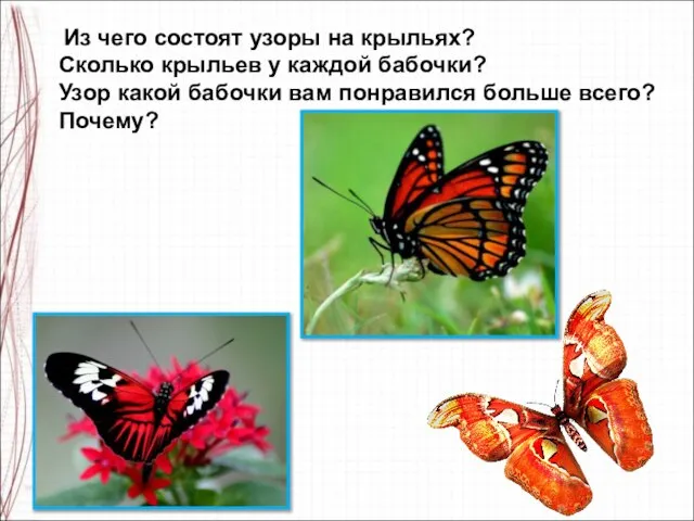 Из чего состоят узоры на крыльях? Сколько крыльев у каждой бабочки? Узор