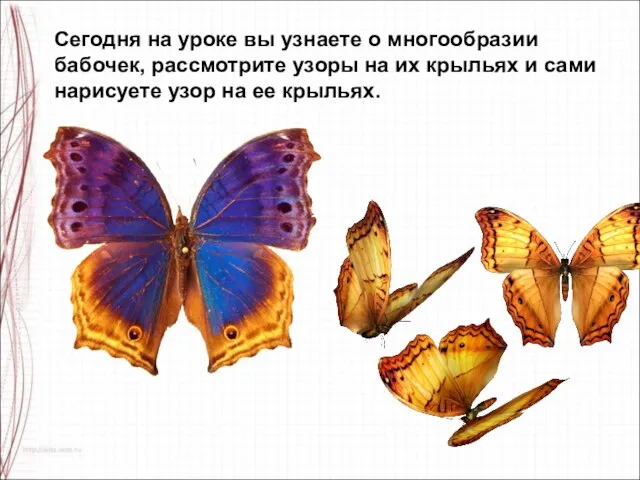 Сегодня на уроке вы узнаете о многообразии бабочек, рассмотрите узоры на их