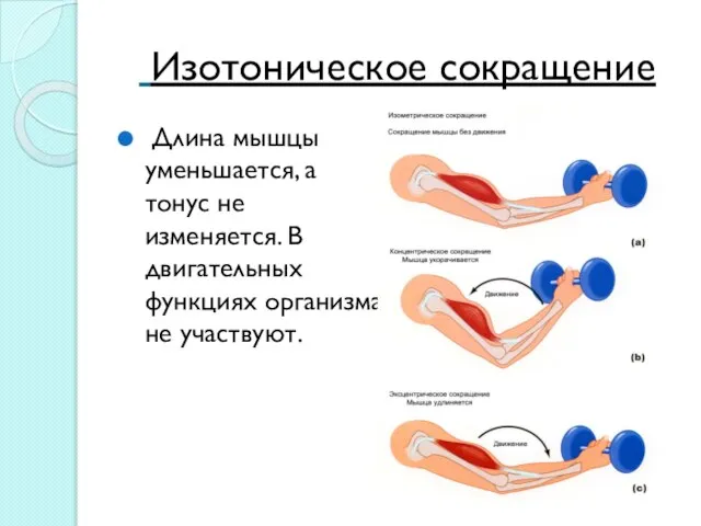 Изотоническое сокращение Длина мышцы уменьшается, а тонус не изменяется. В двигательных функциях организма не участвуют.