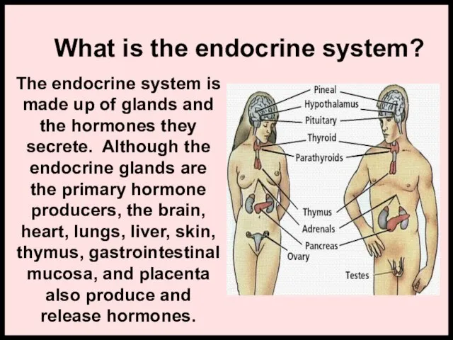 What is the endocrine system? The endocrine system is made up of