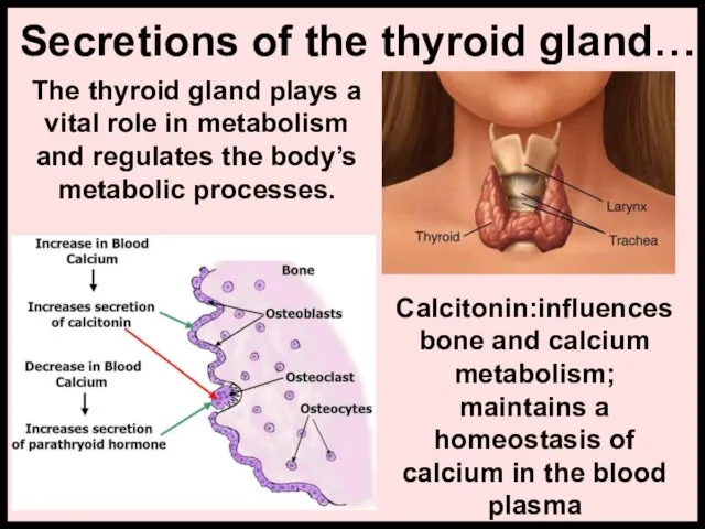 Secretions of the thyroid gland… Calcitonin:influences bone and calcium metabolism; maintains a