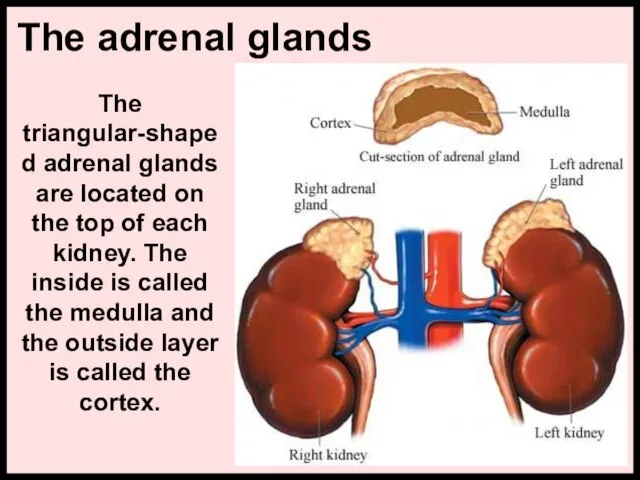 The adrenal glands The triangular-shaped adrenal glands are located on the top