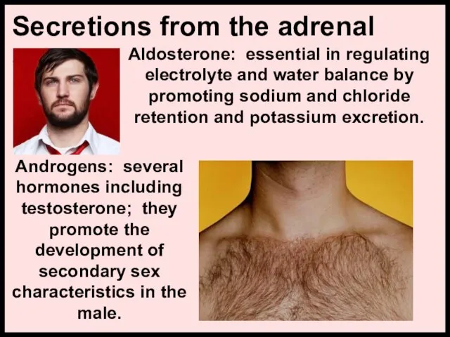Secretions from the adrenal cortex… Aldosterone: essential in regulating electrolyte and water