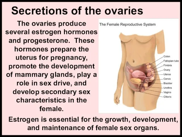 Secretions of the ovaries The ovaries produce several estrogen hormones and progesterone.
