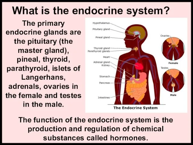 What is the endocrine system? The primary endocrine glands are the pituitary