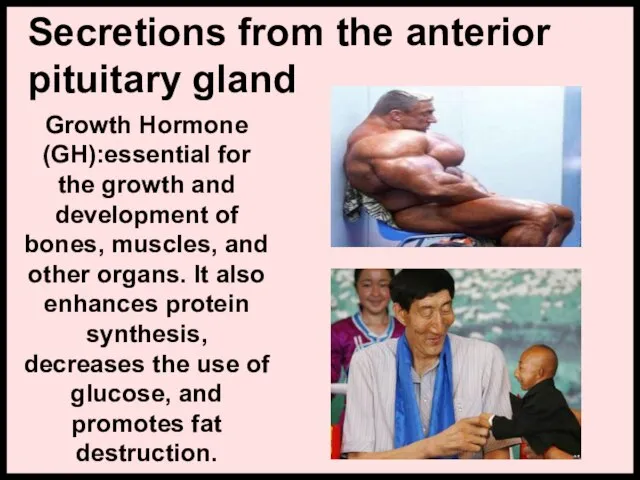 Secretions from the anterior pituitary gland Growth Hormone (GH):essential for the growth