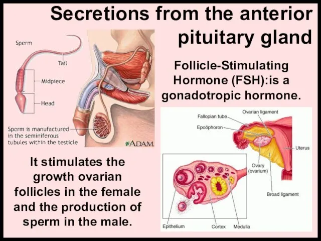 Secretions from the anterior pituitary gland It stimulates the growth ovarian follicles