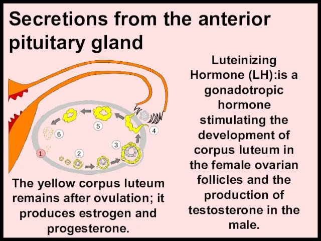 Secretions from the anterior pituitary gland Luteinizing Hormone (LH):is a gonadotropic hormone