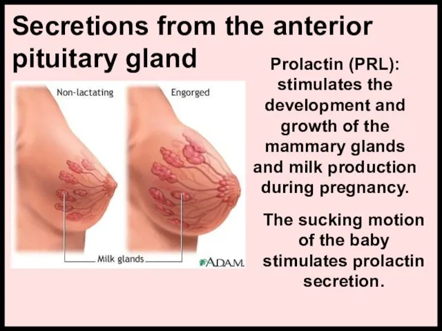 Secretions from the anterior pituitary gland Prolactin (PRL): stimulates the development and