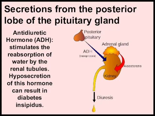 Antidiuretic Hormone (ADH): stimulates the reabsorption of water by the renal tubules.