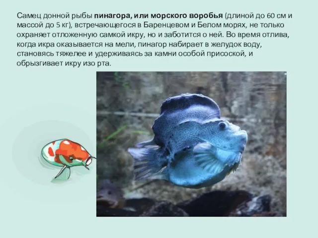 Самец донной рыбы пинагора, или морского воробья (длиной до 60 см и