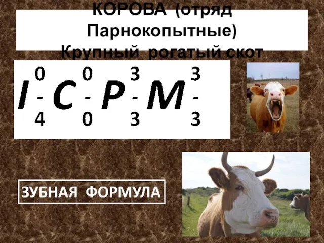 КОРОВА (отряд Парнокопытные) Крупный рогатый скот