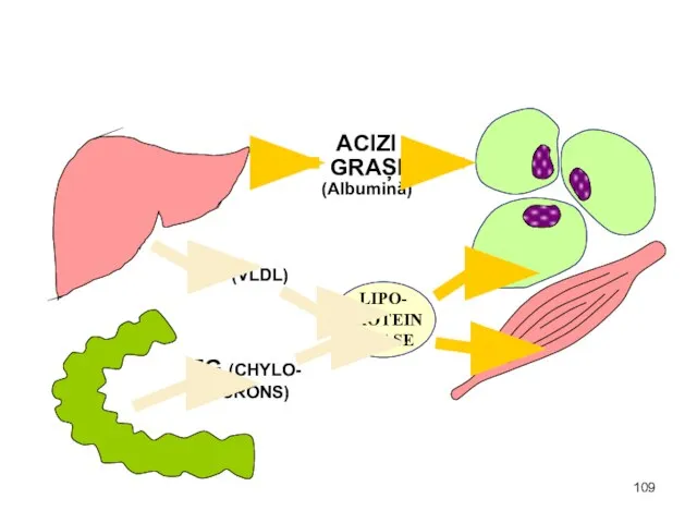 ACIZI GRAȘI (Albumină) TG (VLDL) TG (CHYLO- MICRONS) LIPO- PROTEIN LIPASE