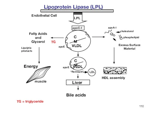 TG TG = triglyceride LDL