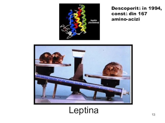 Leptina Descoperită în 1994, constă din 167 amino-acizi