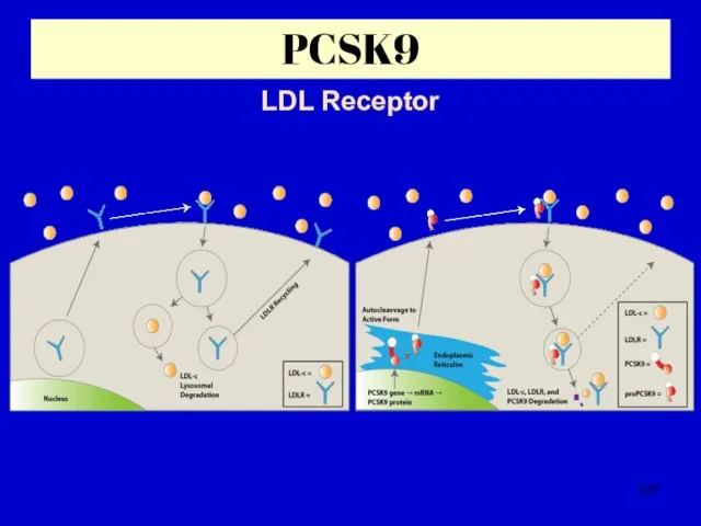 PCSK9 LDL Receptor