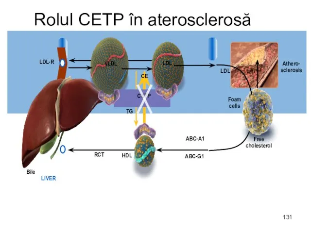 Rolul CETP în aterosclerosă