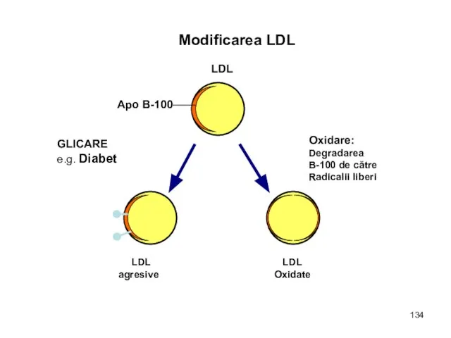 Modificarea LDL LDL Apo B-100 GLICARE e.g. Diabet Oxidare: Degradarea B-100 de