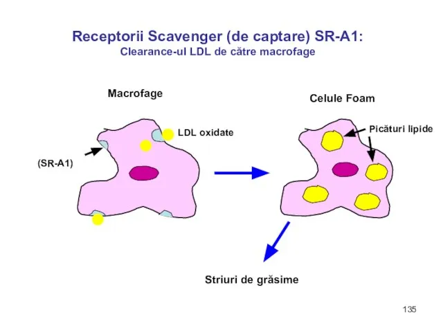 Receptorii Scavenger (de captare) SR-A1: Clearance-ul LDL de către macrofage LDL oxidate