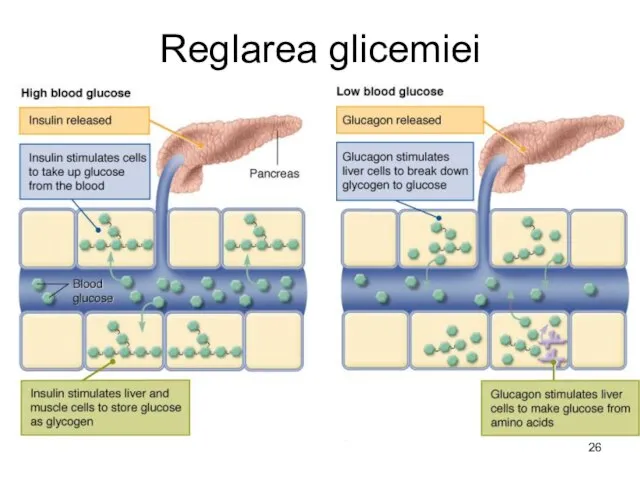 Reglarea glicemiei