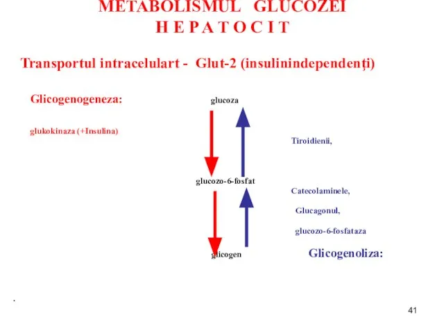 METABOLISMUL GLUCOZEI H E P A T O C I T Transportul