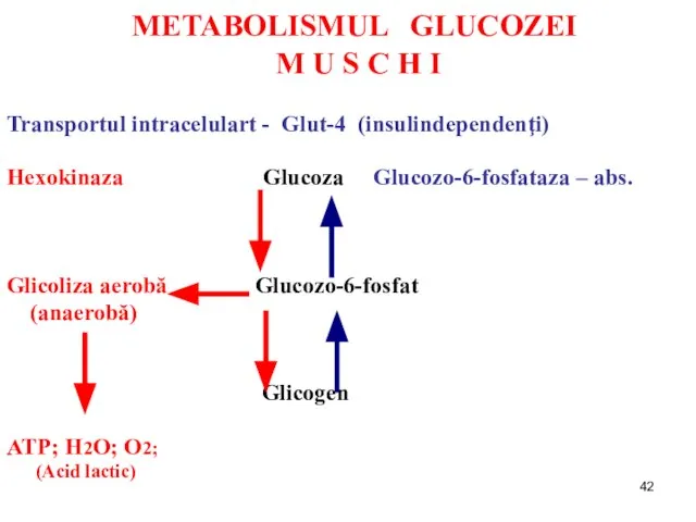 METABOLISMUL GLUCOZEI M U S C H I Transportul intracelulart - Glut-4