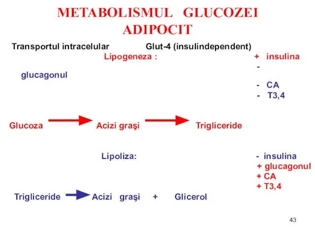 METABOLISMUL GLUCOZEI ADIPOCIT Transportul intracelular Glut-4 (insulindependent) Lipogeneza : + insulina -