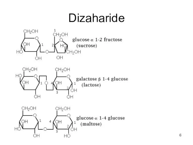 Dizaharide