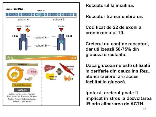 Receptorul la insulină. Receptor transmembranar. Codificat de 22 de exoni ai cromozomului