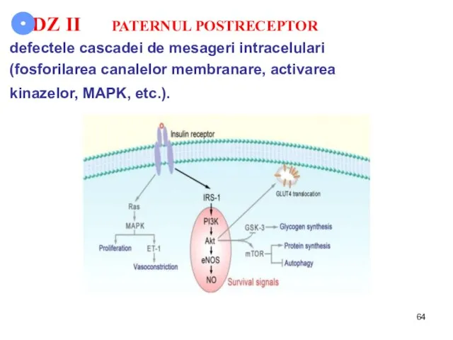 DZ II PATERNUL POSTRECEPTOR defectele cascadei de mesageri intracelulari (fosforilarea canalelor membranare, activarea kinazelor, MAPK, etc.).