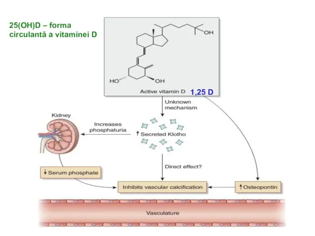 25(OH)D – forma circulantă a vitaminei D 1,25 D