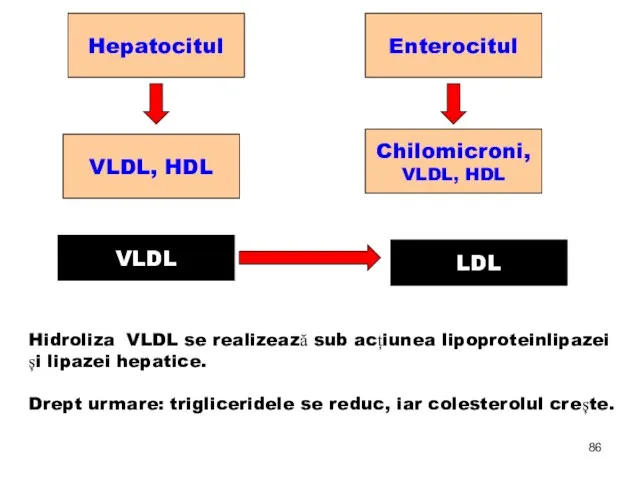 Hepatocitul Enterocitul VLDL, HDL Chilomicroni, VLDL, HDL VLDL LDL Hidroliza VLDL se