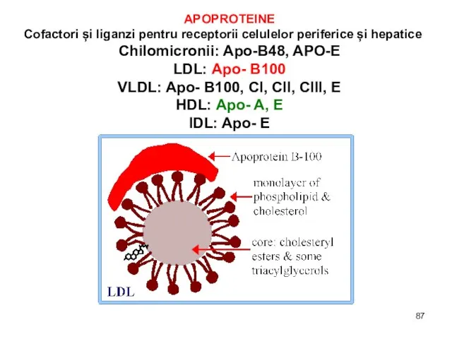 APOPROTEINE Cofactori și liganzi pentru receptorii celulelor periferice și hepatice Chilomicronii: Apo-B48,