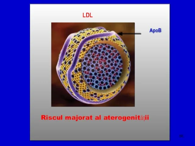 Riscul majorat al aterogenității