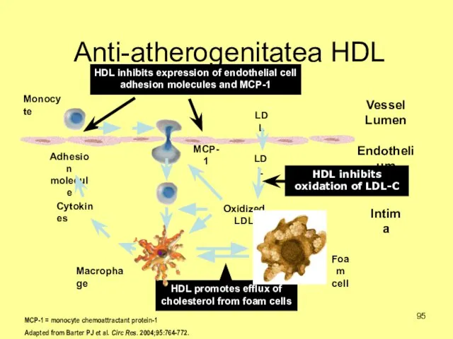 Anti-atherogenitatea HDL MCP-1 = monocyte chemoattractant protein-1 Adapted from Barter PJ et