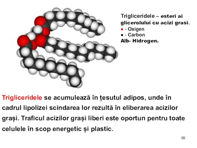 Тrigliceridele – esteri ai glicerolului cu acizi grasi. ● - Oxigen ●