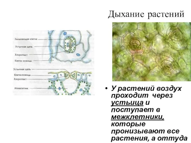 Дыхание растений У растений воздух проходит через устьица и поступает в межклетники,