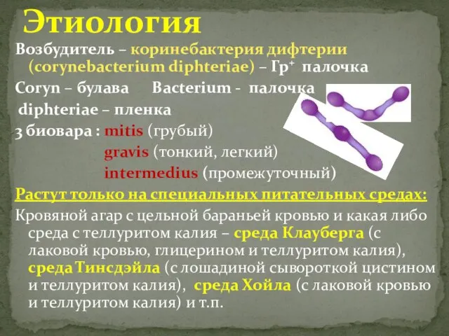 Возбудитель – коринебактерия дифтерии (corynеbacterium diphteriae) – Гр⁺ палочка Coryn – булава