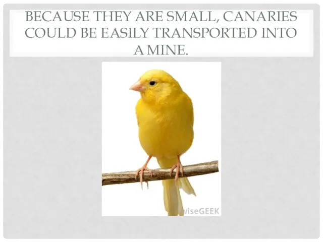 BECAUSE THEY ARE SMALL, CANARIES COULD BE EASILY TRANSPORTED INTO A MINE.