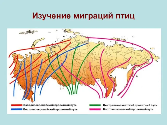 Изучение миграций птиц