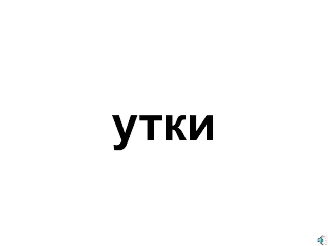 утки