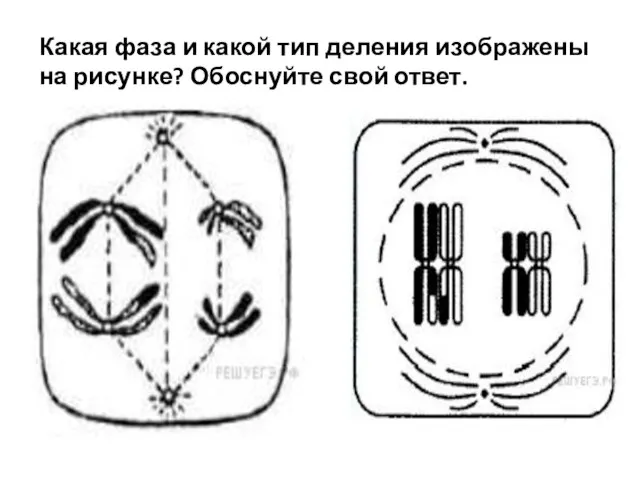 Какая фаза и какой тип деления изображены на рисунке? Обоснуйте свой ответ.