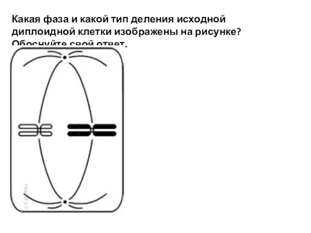 Какая фаза и какой тип деления исходной диплоидной клетки изображены на рисунке? Обоснуйте свой ответ.