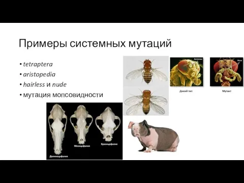 Примеры системных мутаций tetraptera aristopedia hairless и nude мутация мопсовидности