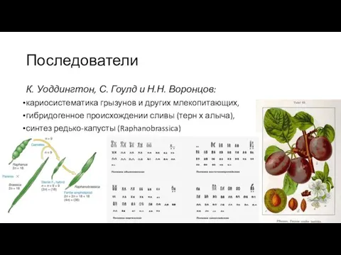 Последователи К. Уоддингтон, С. Гоулд и Н.Н. Воронцов: кариосистематика грызунов и других