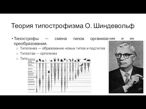 Теория типострофизма О. Шиндевольф Типострофы — смена типов организации и их преобразования.