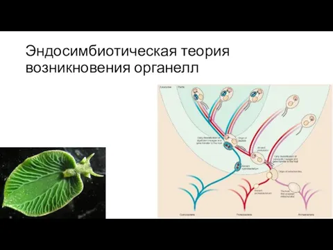 Эндосимбиотическая теория возникновения органелл