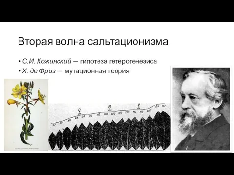 Вторая волна сальтационизма С.И. Кожинский — гипотеза гетерогенезиса Х. де Фриз — мутационная теория